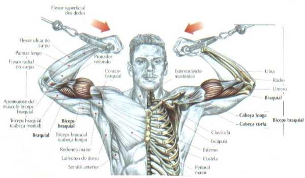 Exercícios Para Biceps Série Musculação Aumentar 2173