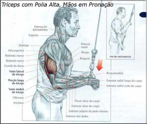 Exercícios Para Biceps Série Musculação Aumentar 7509