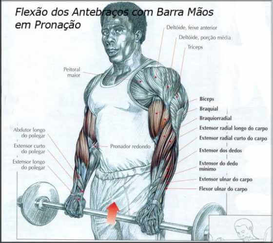 Exercícios Para Biceps Série Musculação Aumentar 4024